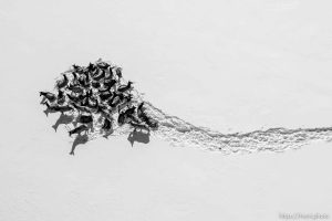 (Trent Nelson  |  The Salt Lake Tribune) A herd of elk in Park City on Wednesday, Feb. 8, 2023.