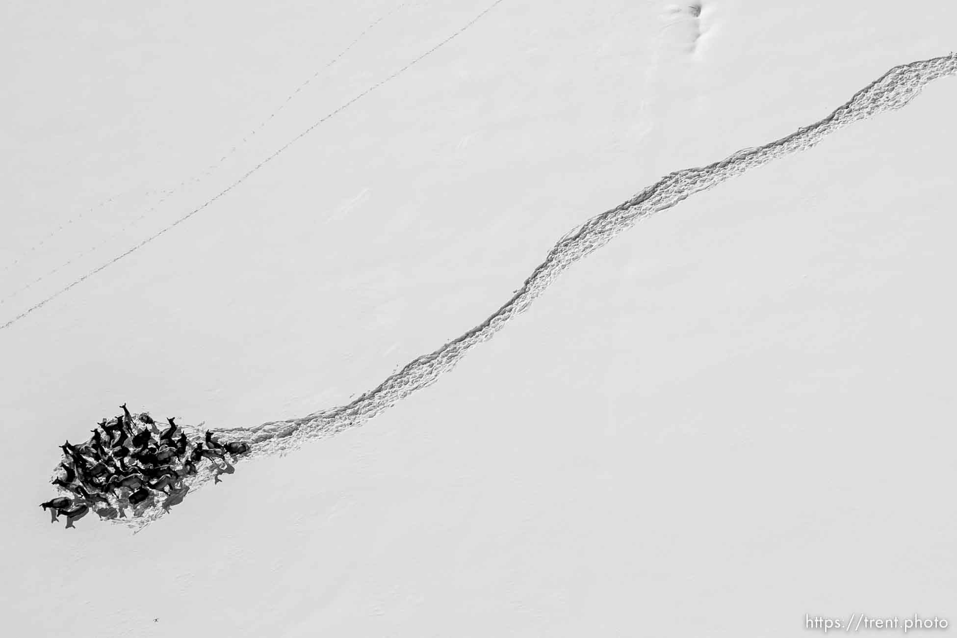 flying above a herd of elk in the snow