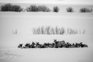 (Trent Nelson  |  The Salt Lake Tribune) A herd of elk in Park City on Wednesday, Feb. 8, 2023.