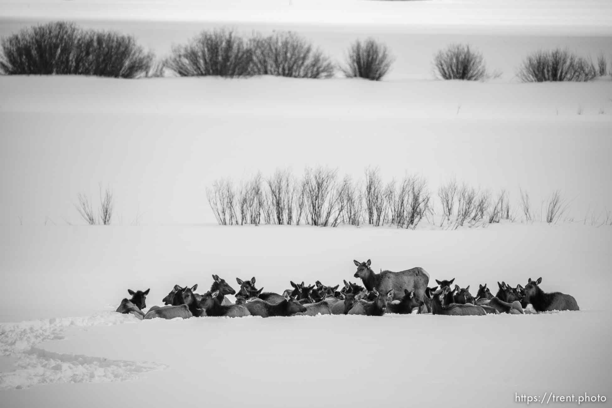 (Trent Nelson  |  The Salt Lake Tribune) A herd of elk in Park City on Wednesday, Feb. 8, 2023.