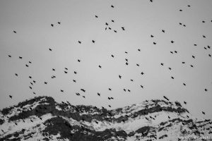 birds over Lake Point, Monday February 27, 2023.