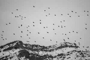 birds over Lake Point, Monday February 27, 2023.