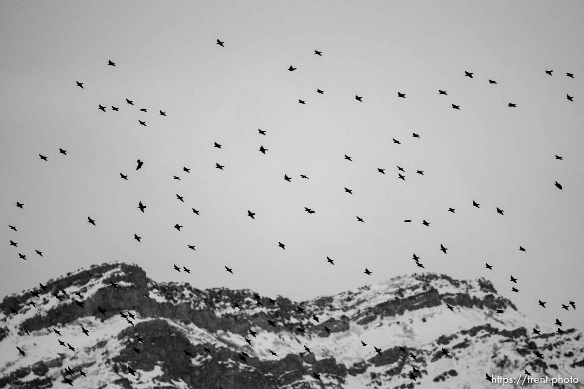 birds over Lake Point, Monday February 27, 2023.