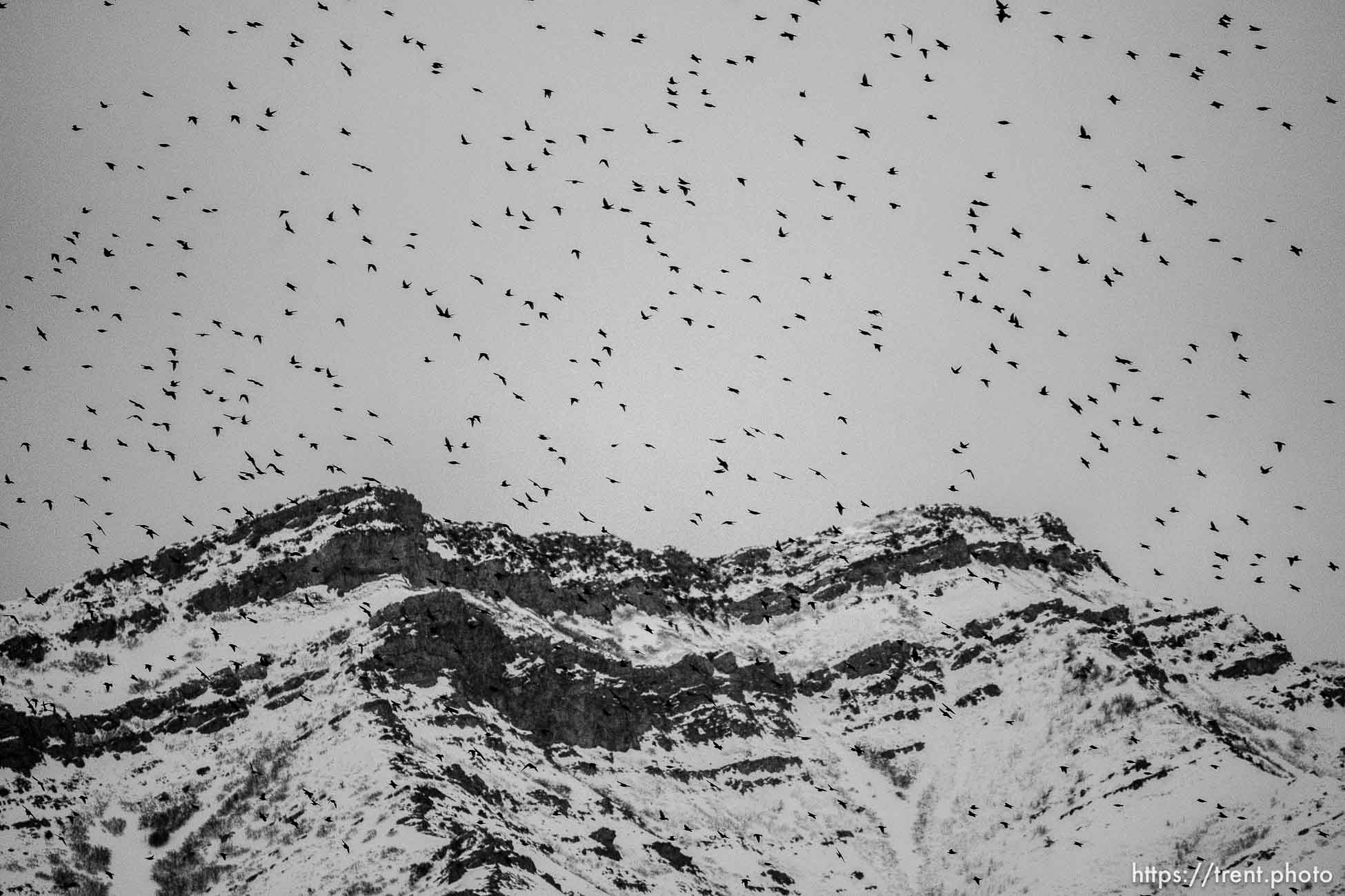 birds over Lake Point, Monday February 27, 2023.