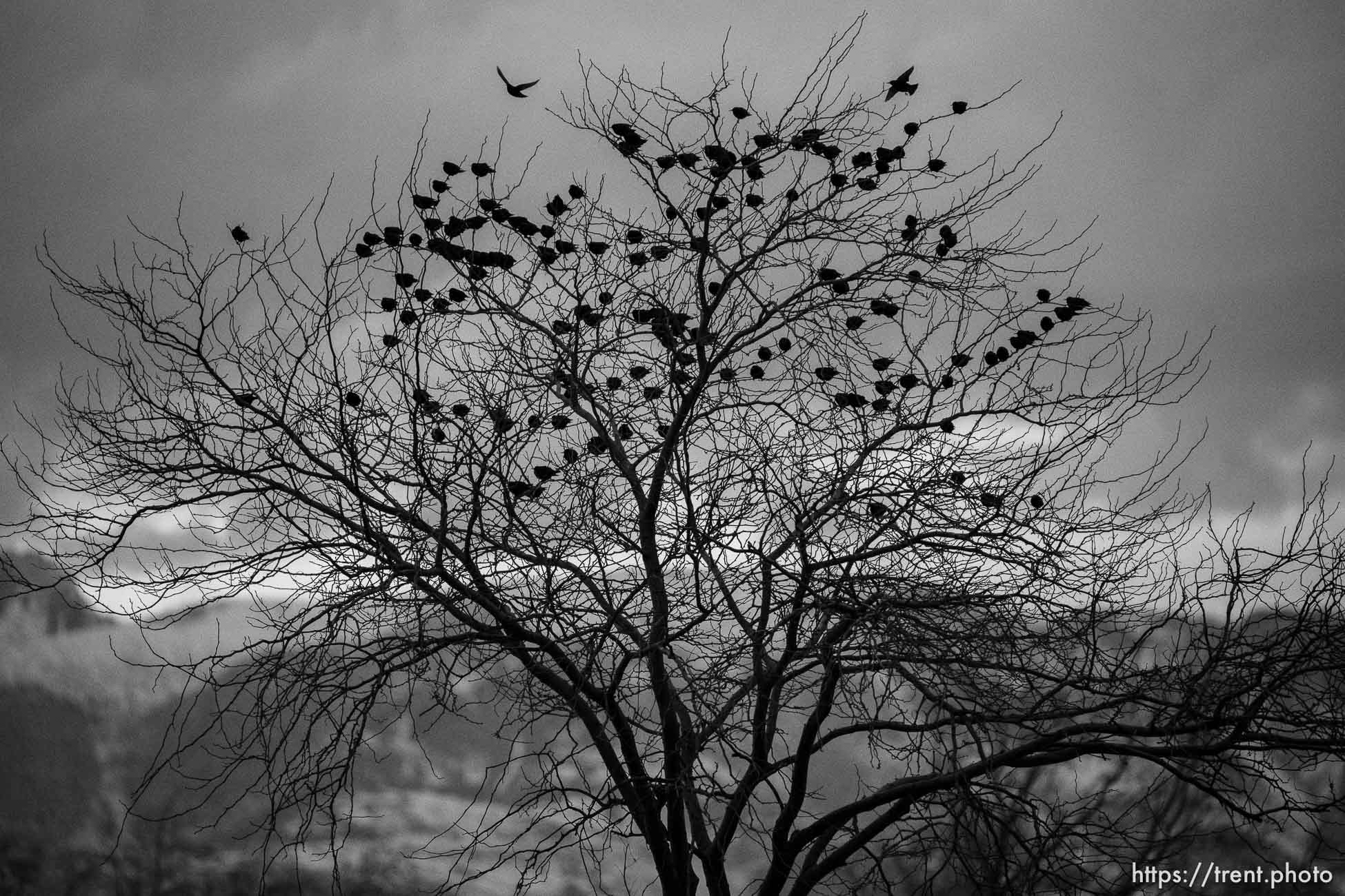 birds over Lake Point, Monday February 27, 2023.