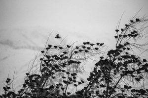 birds over Lake Point, Monday February 27, 2023.