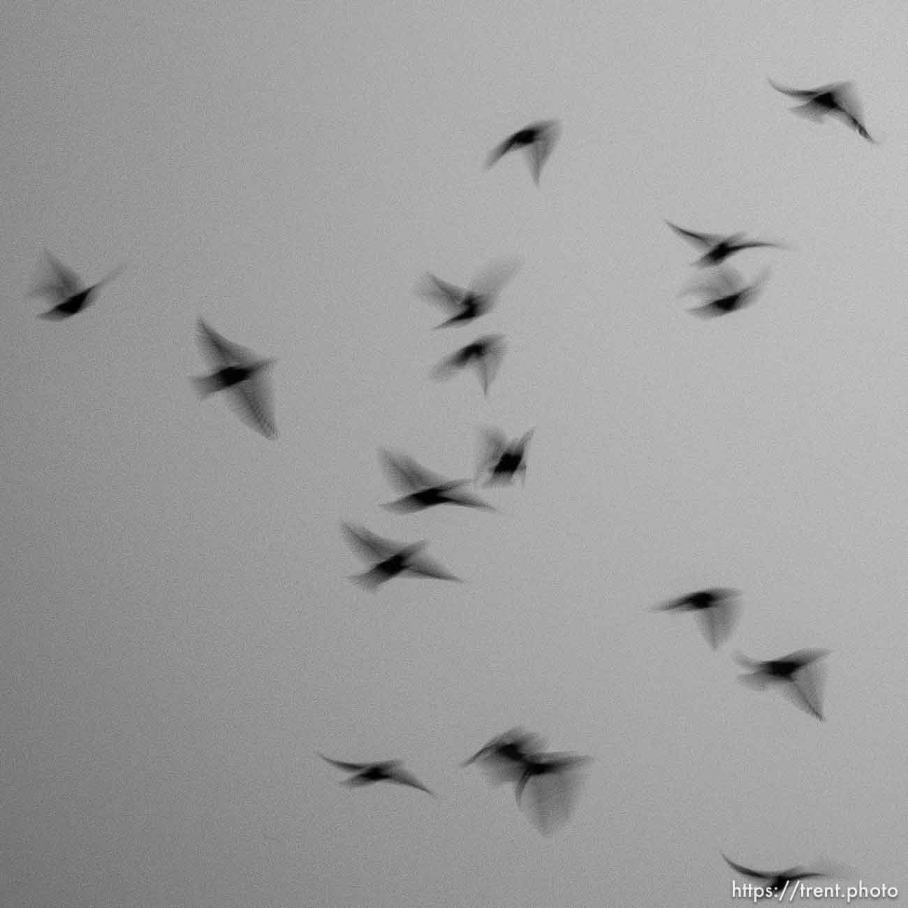 birds over Lake Point, Monday February 27, 2023.