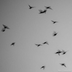 birds over Lake Point, Monday February 27, 2023.