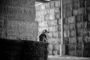 (Trent Nelson  |  The Salt Lake Tribune) Keith Bailey in a barn filled with alfalfa at Bailey Farms in Ephraim on Thursday, March 2, 2023.