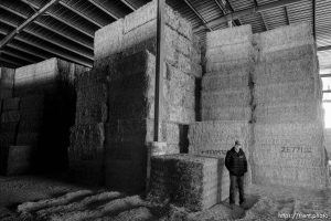 (Trent Nelson  |  The Salt Lake Tribune) Keith Bailey in a barn filled with alfalfa at Bailey Farms in Ephraim on Thursday, March 2, 2023.