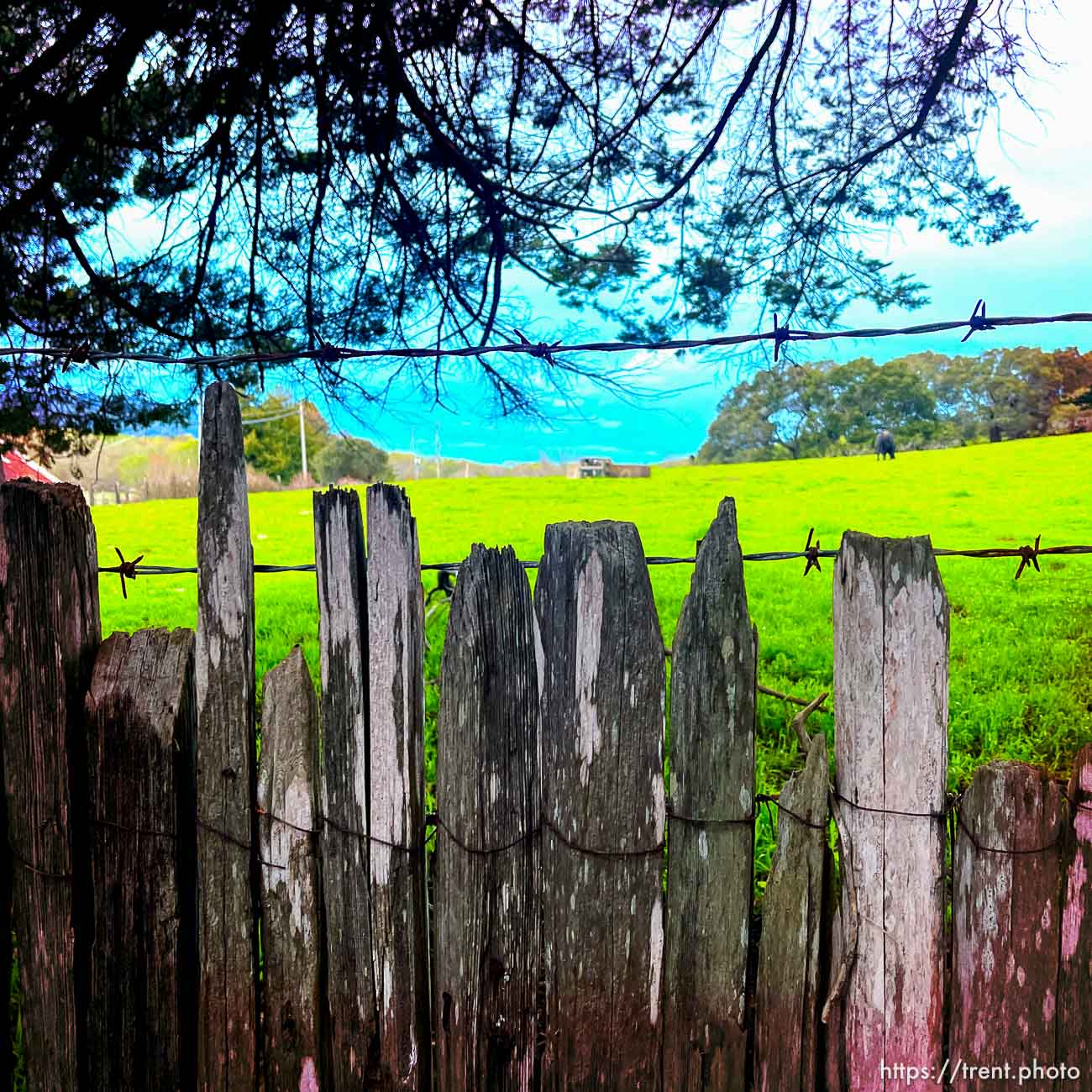 the fence