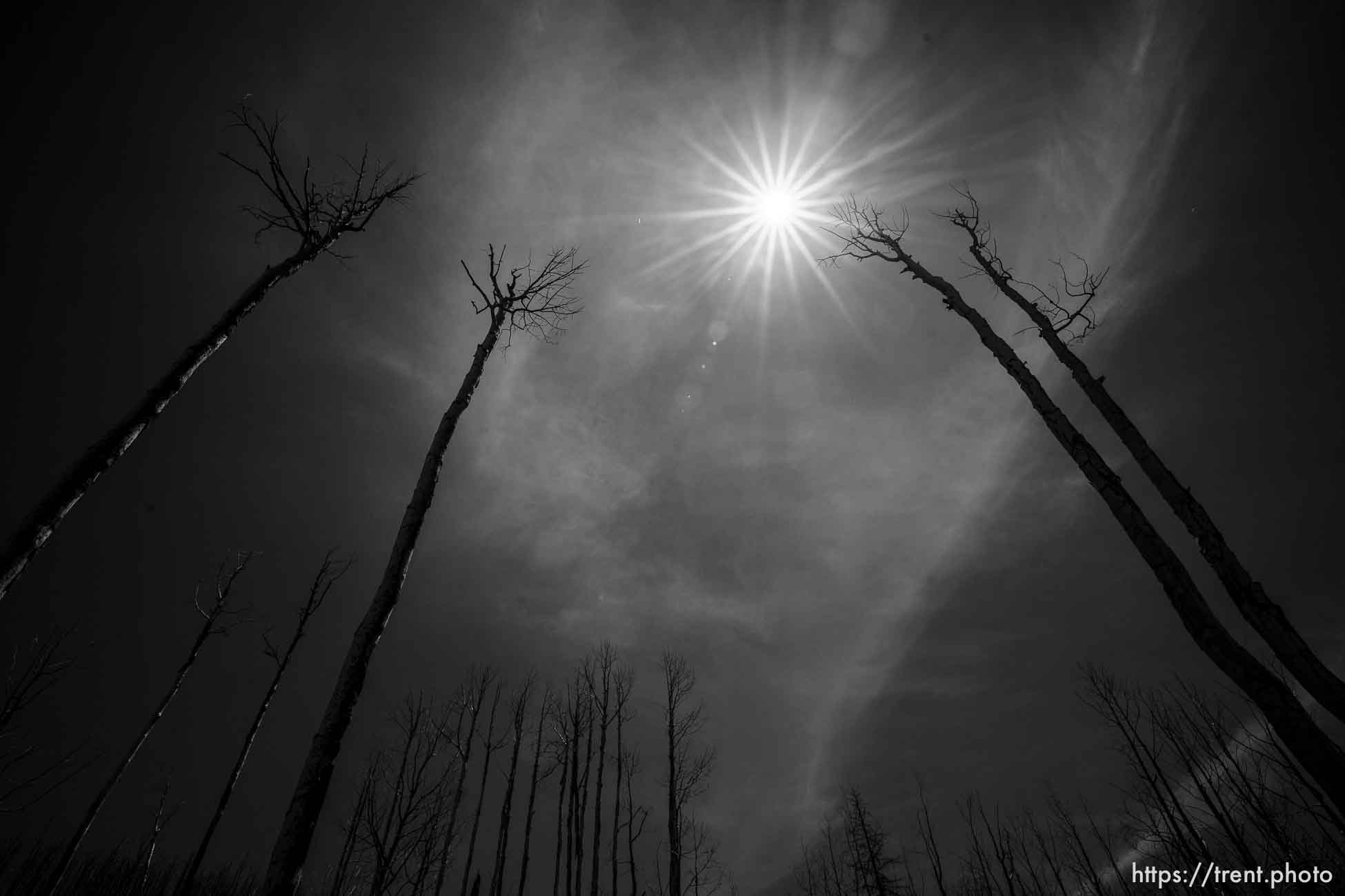 Looking up at the sun in a fire-scorched forest along Tukuhnikivatz Spring Trail,
