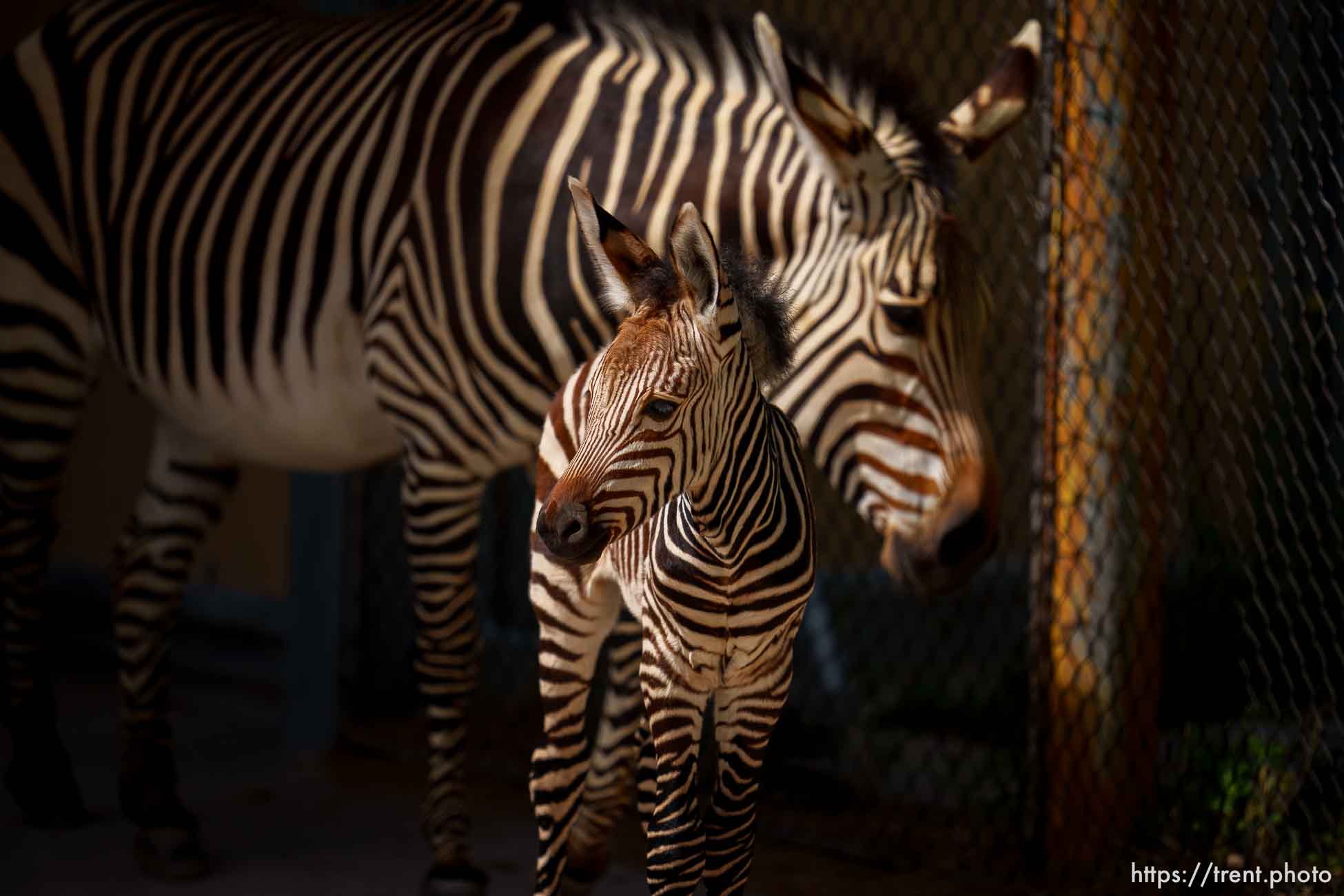 (Trent Nelson  |  The Salt Lake Tribune) The new baby Zebra born on June 2 to mother Ziva at Hogle Zoo in Salt Lake City, on Wednesday, June 7, 2023.