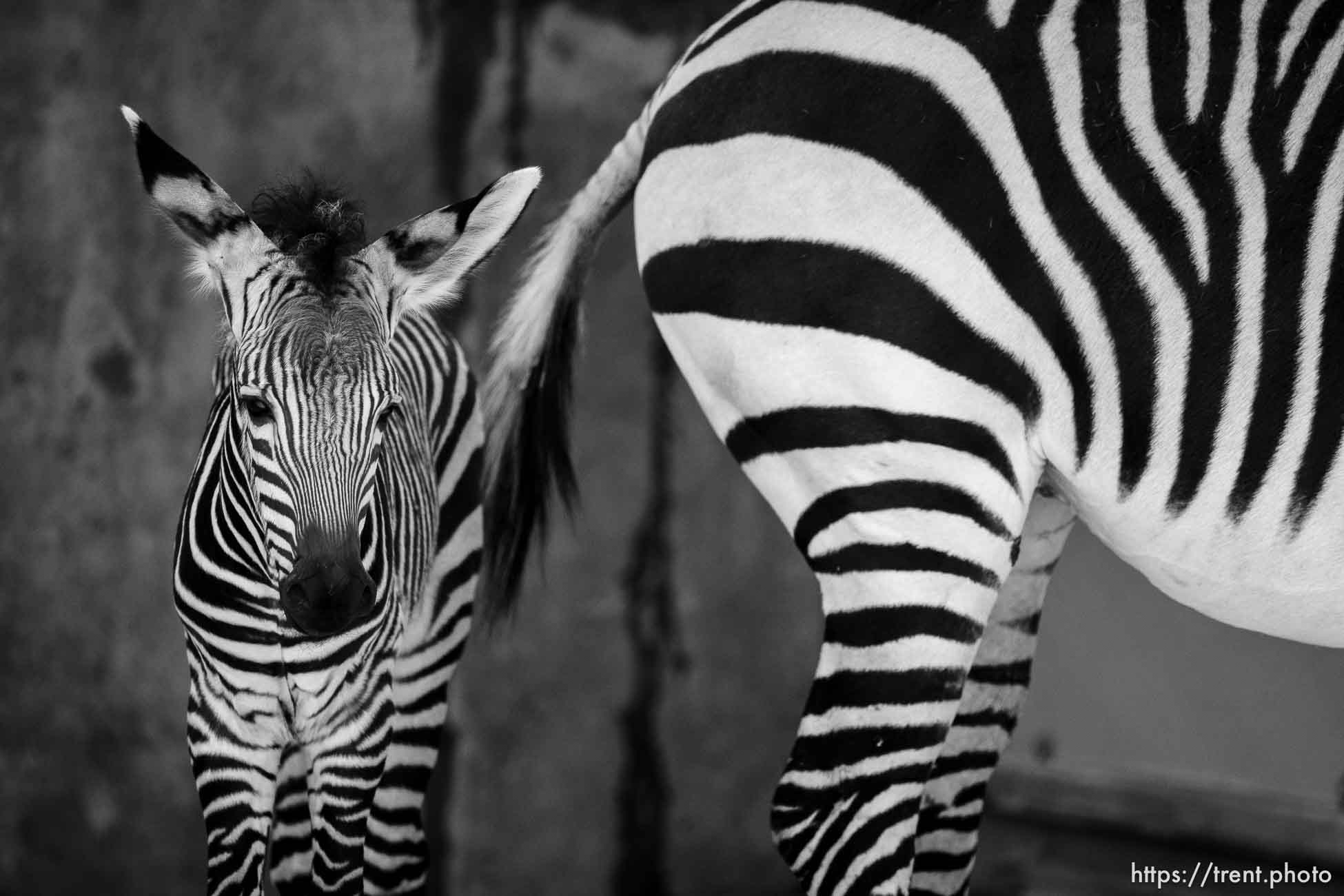 (Trent Nelson  |  The Salt Lake Tribune) The new baby Zebra born on June 2 to mother Ziva at Hogle Zoo in Salt Lake City, on Wednesday, June 7, 2023.