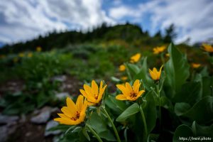 (Trent Nelson  |  The Salt Lake Tribune) Wildflowers along the Pahneekahvets Trail at the Sundance Ski Resort on Friday, June 9, 2023.