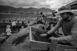 (Trent Nelson  |  The Salt Lake Tribune) Faculty and students from BYU's 2023 Archaeological Field School explore the remains of a 1000-year-old Fremont village at the Hinckley Mounds in west Provo on Wednesday, June 14, 2023.