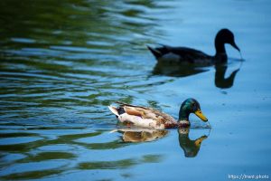 (Trent Nelson  |  The Salt Lake Tribune) Ducks in the pond at Salt Lake City's Liberty Park on Friday, July 14, 2023.