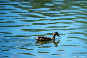 (Trent Nelson  |  The Salt Lake Tribune) A duck in the pond at Salt Lake City's Liberty Park on Friday, July 14, 2023.