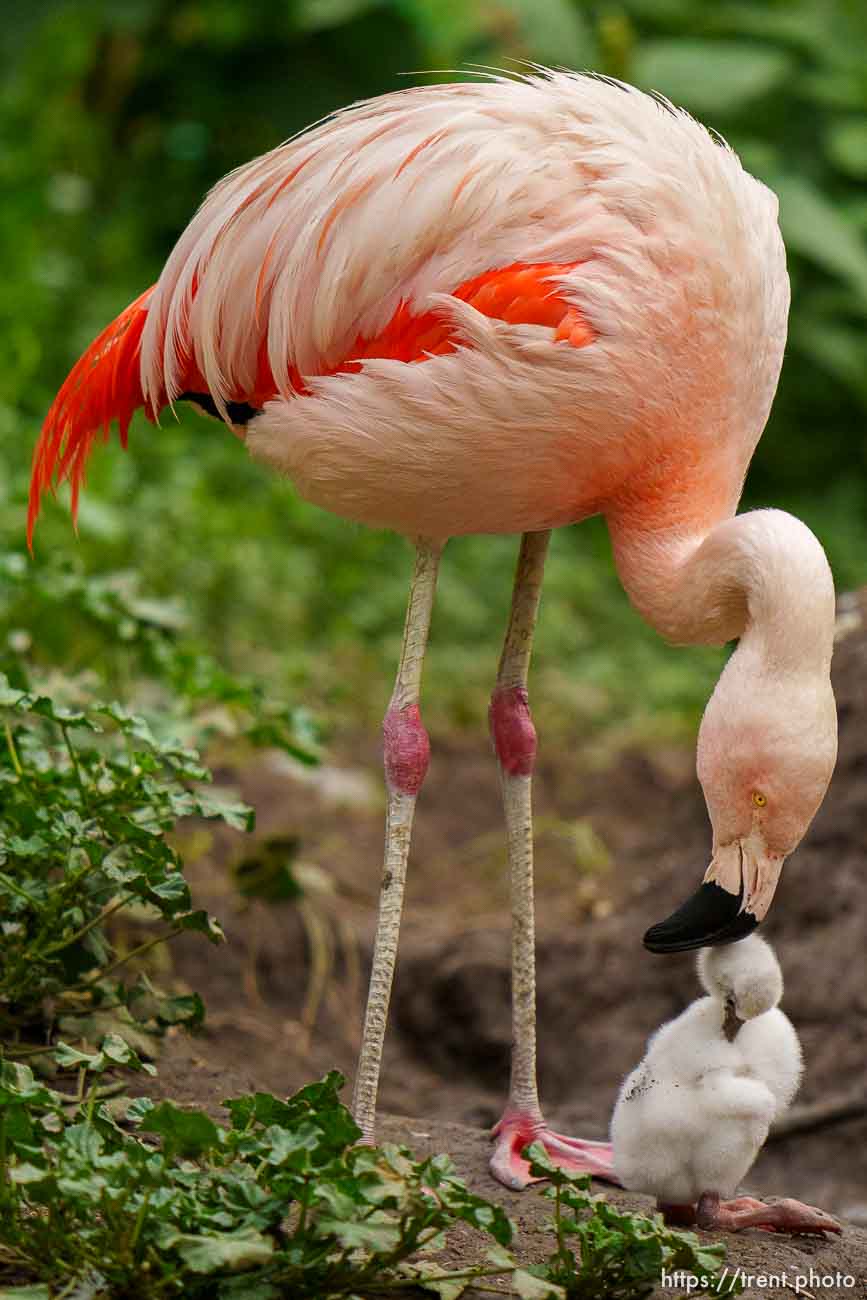 (Trent Nelson  |  The Salt Lake Tribune) A flamingo chick at Tracy Aviary in Salt Lake City on Friday, Aug. 18, 2023.