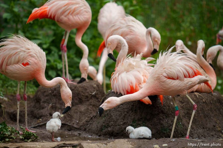 (Trent Nelson  |  The Salt Lake Tribune) Flamingo chicks at Tracy Aviary in Salt Lake City on Friday, Aug. 18, 2023.