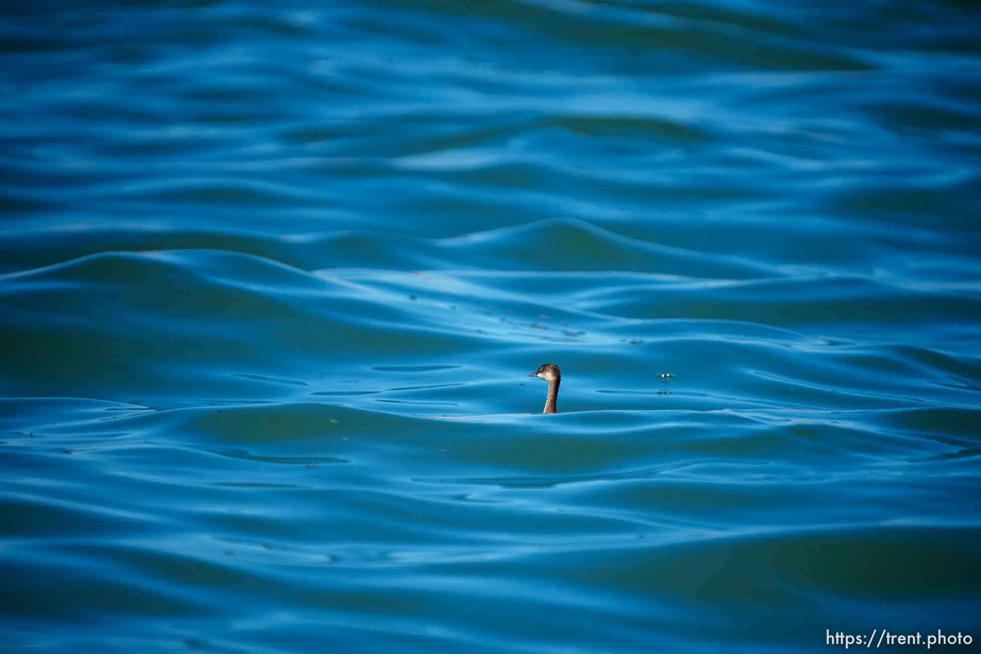 (Trent Nelson  |  The Salt Lake Tribune) An Eared Grebe in the Great Salt Lake by on Saturday, Sept. 16, 2023.