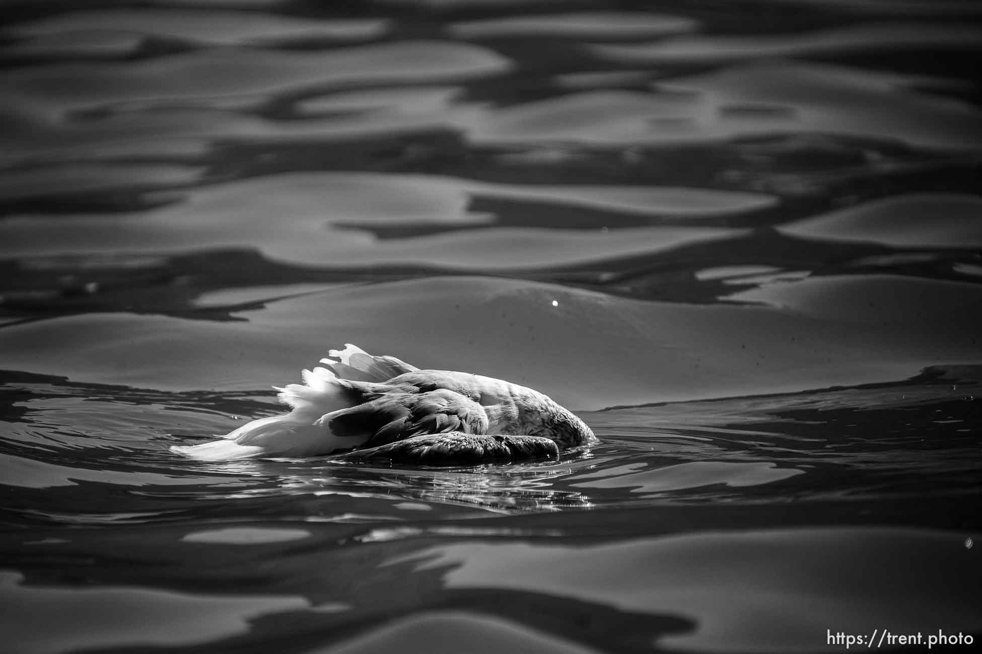 (Trent Nelson  |  The Salt Lake Tribune) A gull in the Great Salt Lake by on Saturday, Sept. 16, 2023.