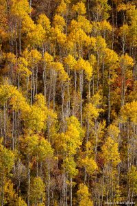 Fall colors, Big Mountain Summit on Tuesday, Oct. 10, 2023.