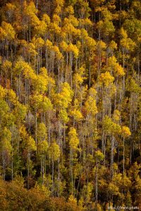 Fall colors, Big Mountain Summit on Tuesday, Oct. 10, 2023.