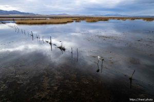 (Trent Nelson  |  The Salt Lake Tribune) Wetlands at Goshen Bay, on the south end of Utah Lake, on Monday, Feb. 19, 2024.