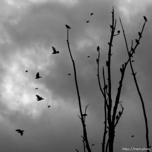 birds and tree, Goshen on Monday, Feb. 19, 2024.