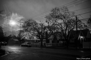 trees, Salt Lake City on Wednesday, Feb. 7, 2024.