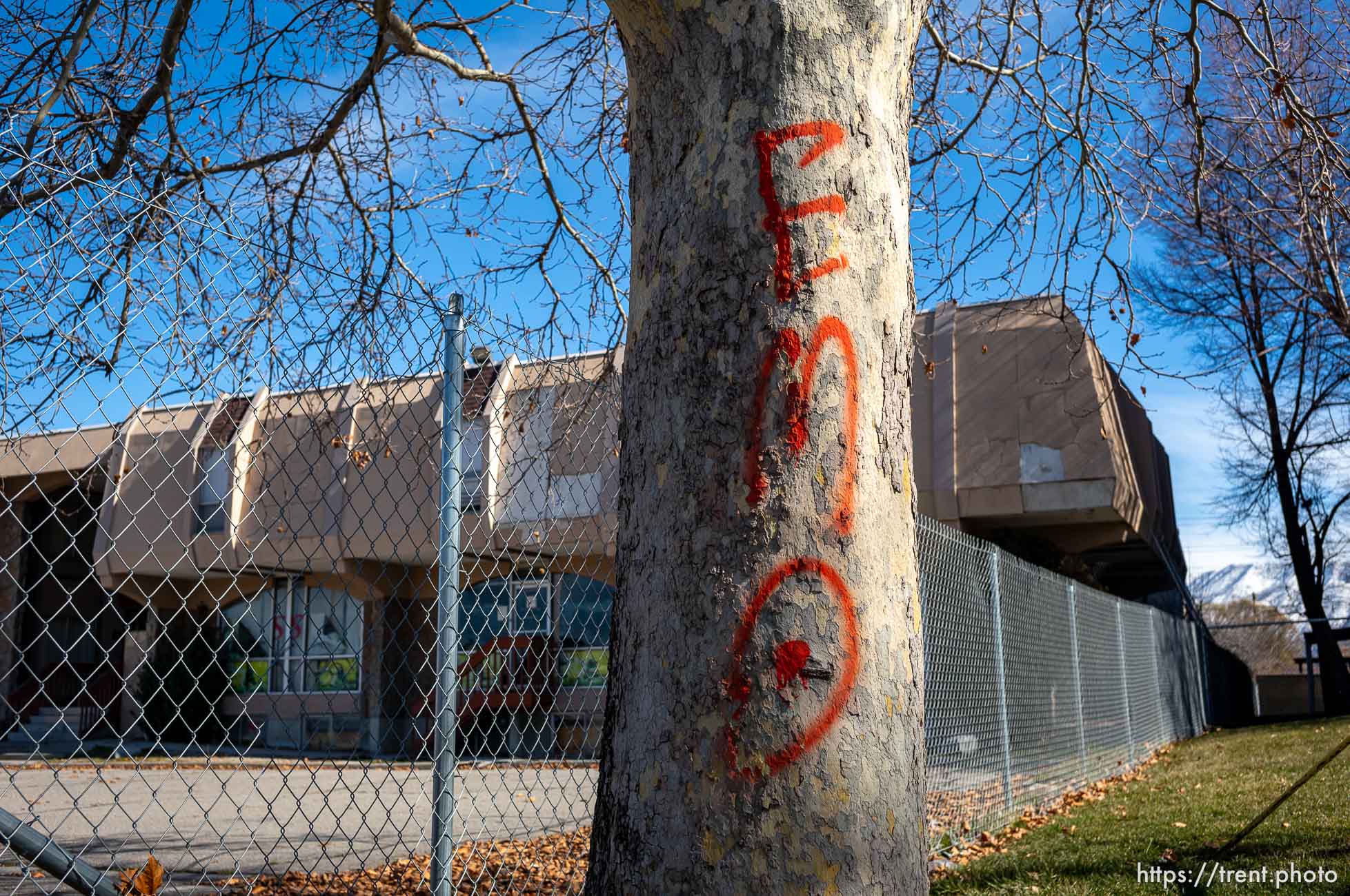 emo graffiti on tree, State Street, Salt Lake City on Saturday, Feb. 17, 2024.