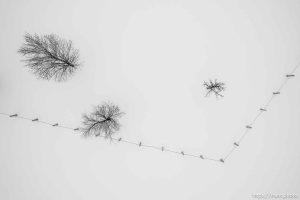 (Trent Nelson  |  The Salt Lake Tribune) Trees, snow, Oakley on Monday, March 4, 2024.