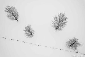 (Trent Nelson  |  The Salt Lake Tribune) Trees, snow, Oakley on Monday, March 4, 2024.