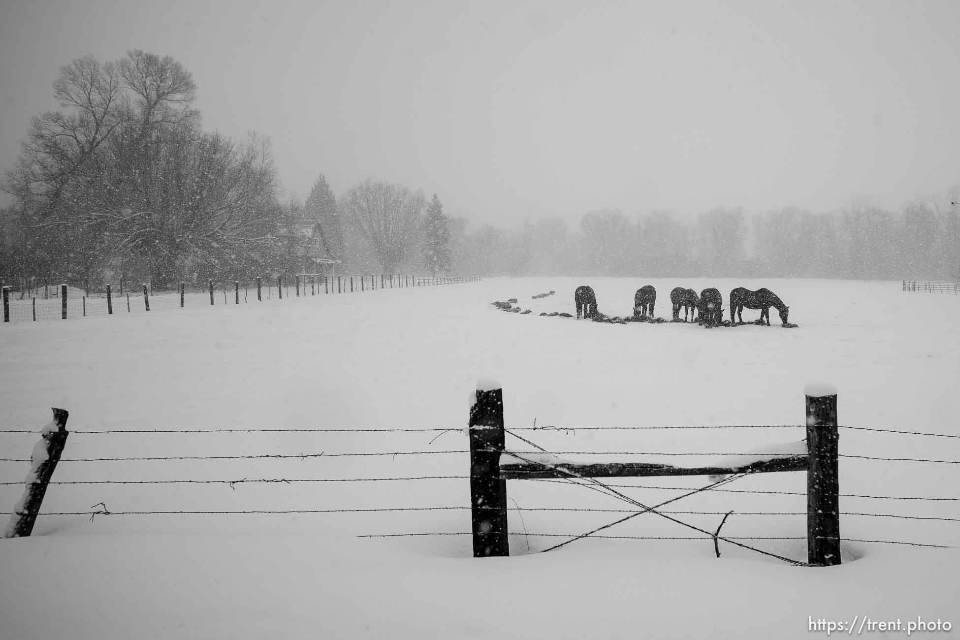 (Trent Nelson  |  The Salt Lake Tribune) Horses in a field in Oakley on Monday, March 4, 2024.