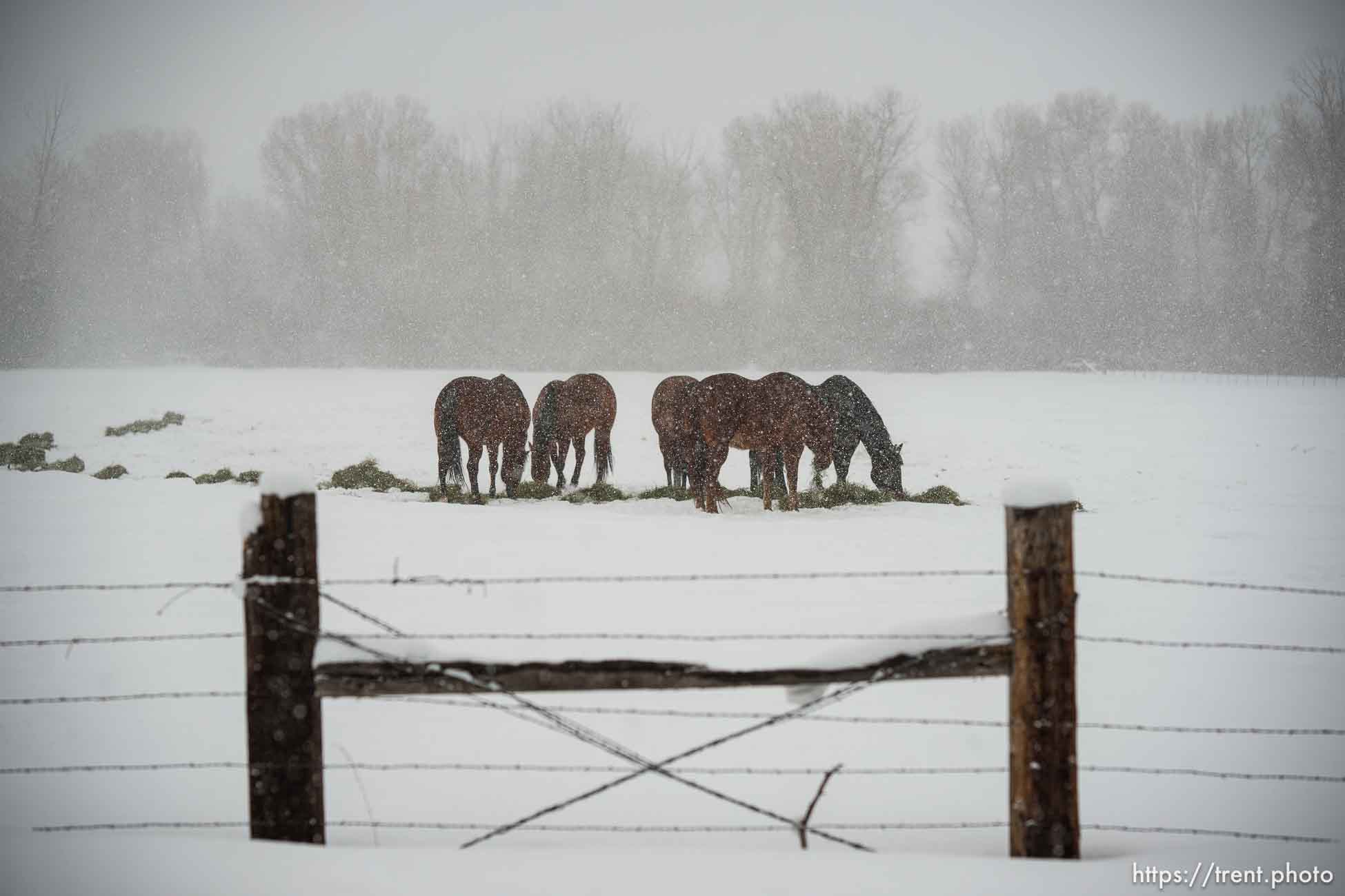 (Trent Nelson  |  The Salt Lake Tribune) Horses in a field in Oakley on Monday, March 4, 2024.