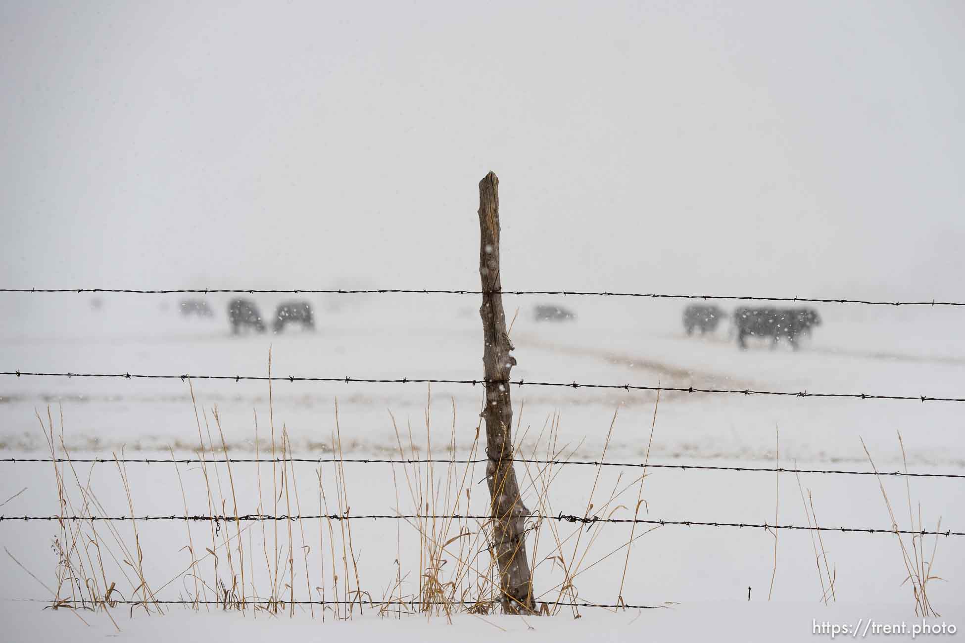 (Trent Nelson  |  The Salt Lake Tribune) Cattle in a field in Oakley on Monday, March 4, 2024.
