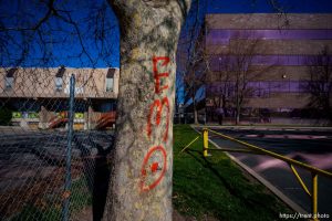 Emo on tree, State Street, Salt Lake City on Wednesday, March 20, 2024.