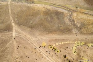 (Trent Nelson  |  The Salt Lake Tribune) Cattle, proposed inland port project in Weber County on Friday, April 5, 2024.