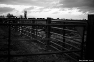 Cattle, proposed inland port project in Weber County on Friday, April 5, 2024.