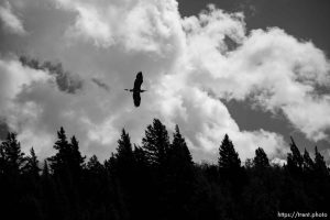 (Trent Nelson  |  The Salt Lake Tribune) A heron along the Provo River on Tuesday, May 14, 2024.