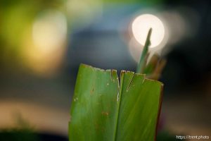 (Trent Nelson  |  The Salt Lake Tribune) Ti plant in a traditional Pacific Islander garden in Salt Lake City on Friday, July 26, 2024.