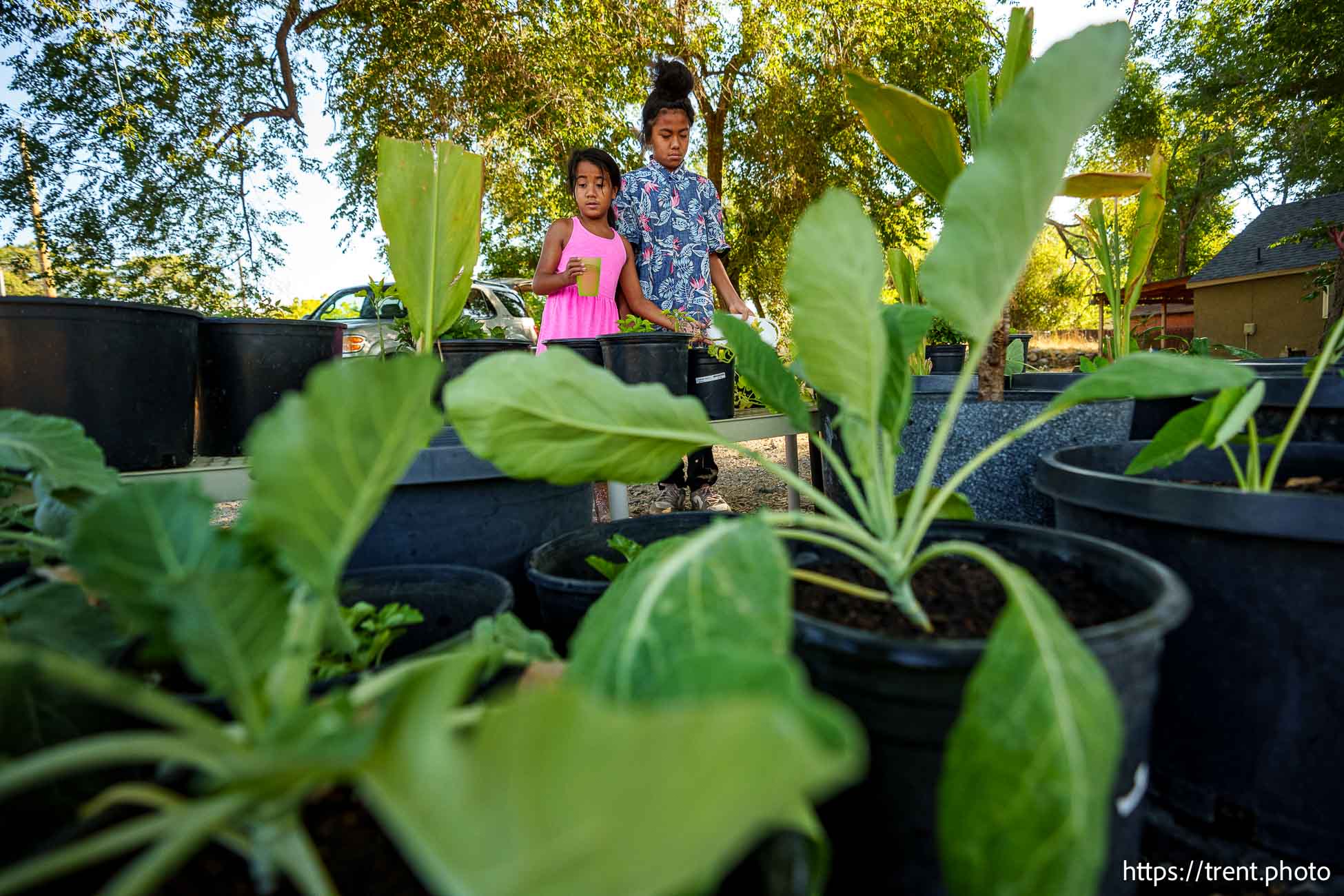 (Trent Nelson  |  The Salt Lake Tribune) Peleligi Tavai and Tangata 'O Lakepa Tavai watering traditional Pacific Islander food, growing in Salt Lake City on Friday, July 26, 2024.