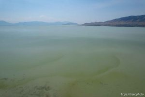 (Trent Nelson  |  The Salt Lake Tribune) The north shore of Utah Lake on the border of Lehi and Saratoga Springs on Saturday, July 27, 2024.