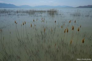 (Trent Nelson  |  The Salt Lake Tribune) The north shore of Utah Lake on the border of Lehi and Saratoga Springs on Saturday, July 27, 2024.