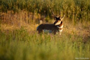 antelope in Salt Lake City on Wednesday, Aug. 7, 2024.