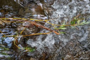 Creek at Westminster College in Salt Lake City on Sunday, Aug. 11, 2024.