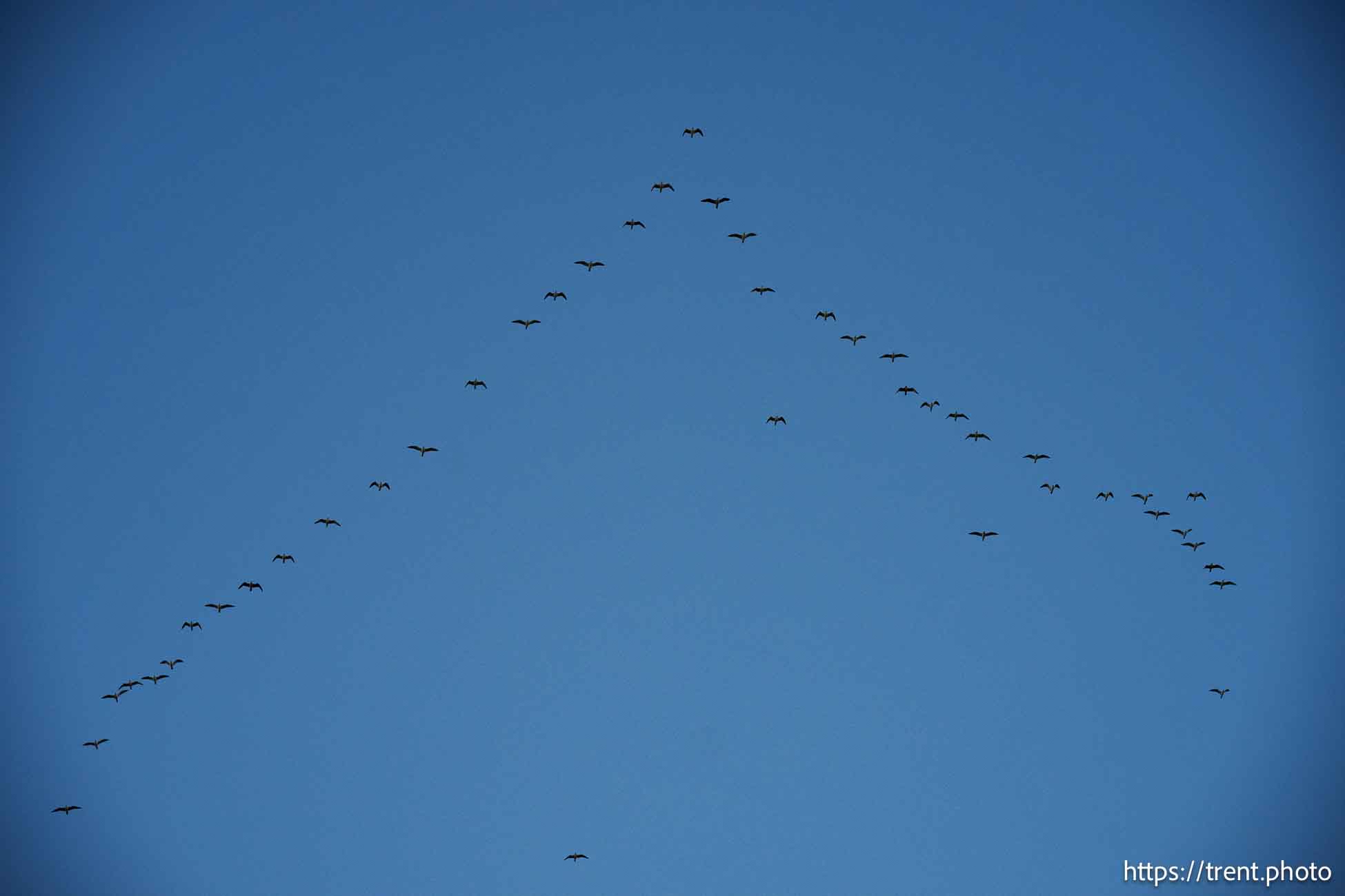 flock, Sunset, Great Salt Lake, Friday September 6, 2024.