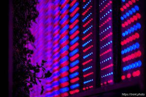 (Trent Nelson  |  The Salt Lake Tribune) Greens growing under LED light in the Grow Tech Gardens building at Thanksgiving Point's Curiosity Farms on Thursday, Sept. 26, 2024.