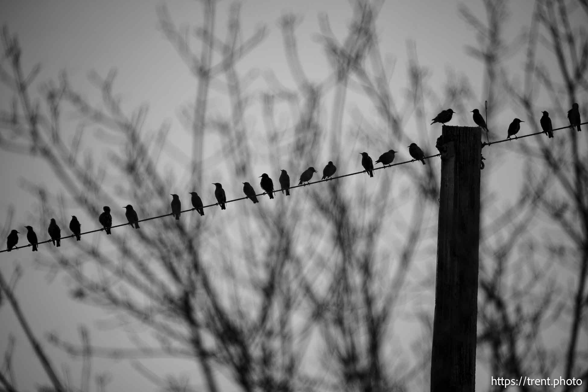 birds on wire, on Wednesday, Dec. 11, 2024.